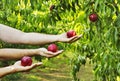 Hands holding peaches Royalty Free Stock Photo